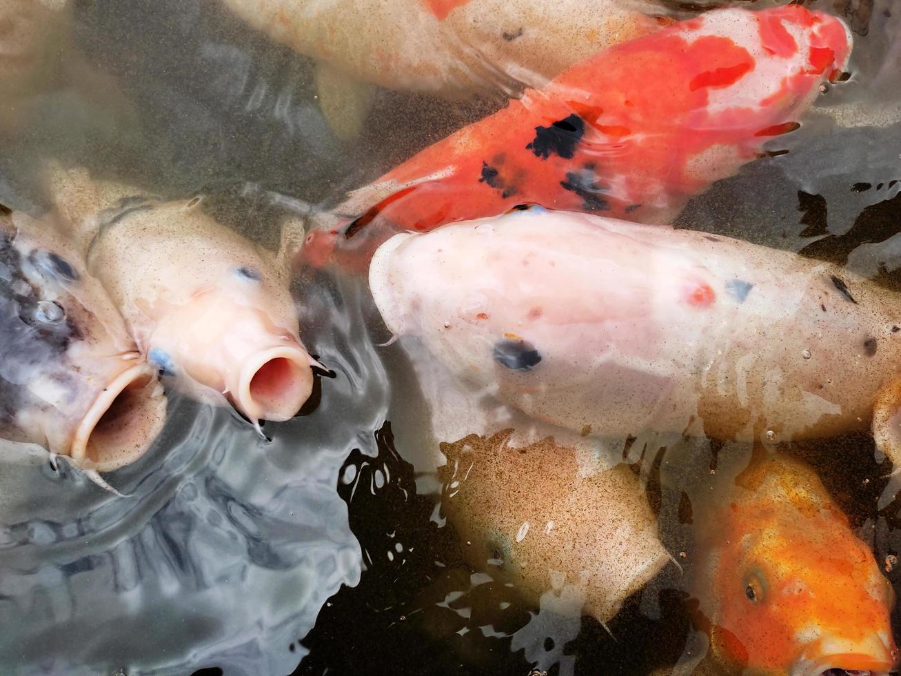 Koi-Fische im Teich foto