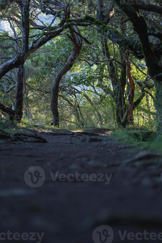 erkunden Naturen Schönheit im das Wald foto