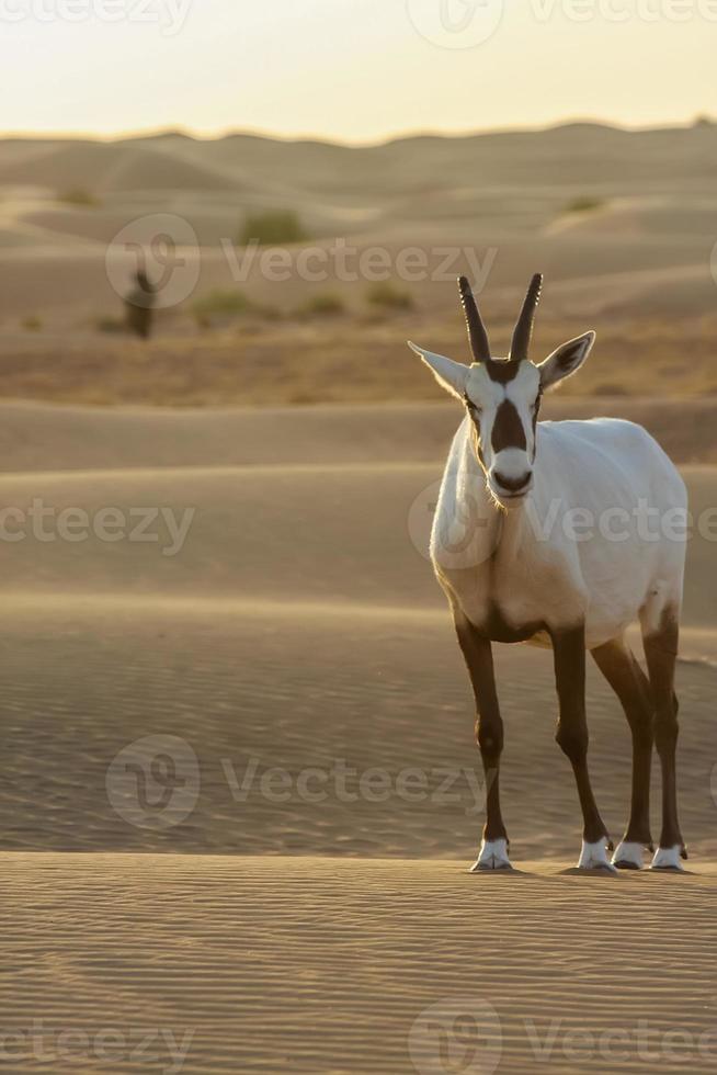 arabischer Oryx in der Wüste foto