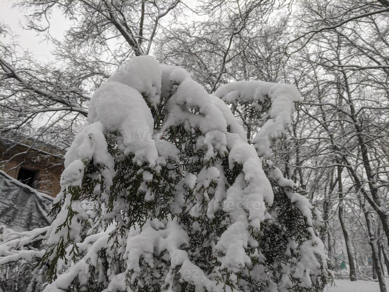 Winter im das Park Landschaft Hintergrund foto