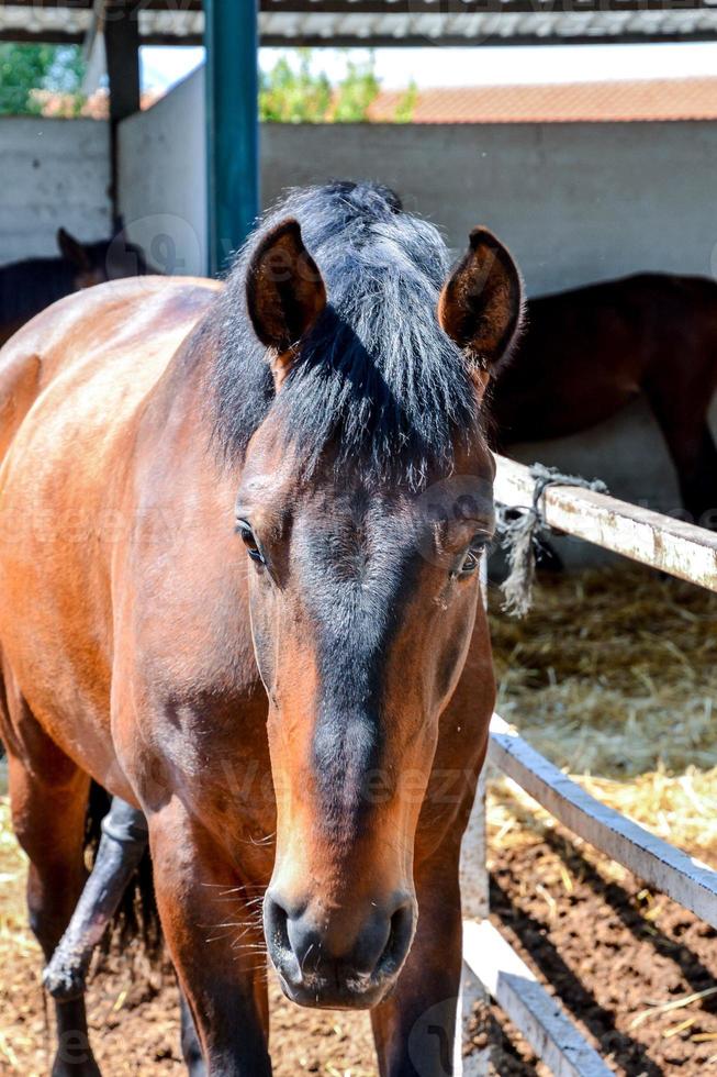 Pferd beim das Feste foto