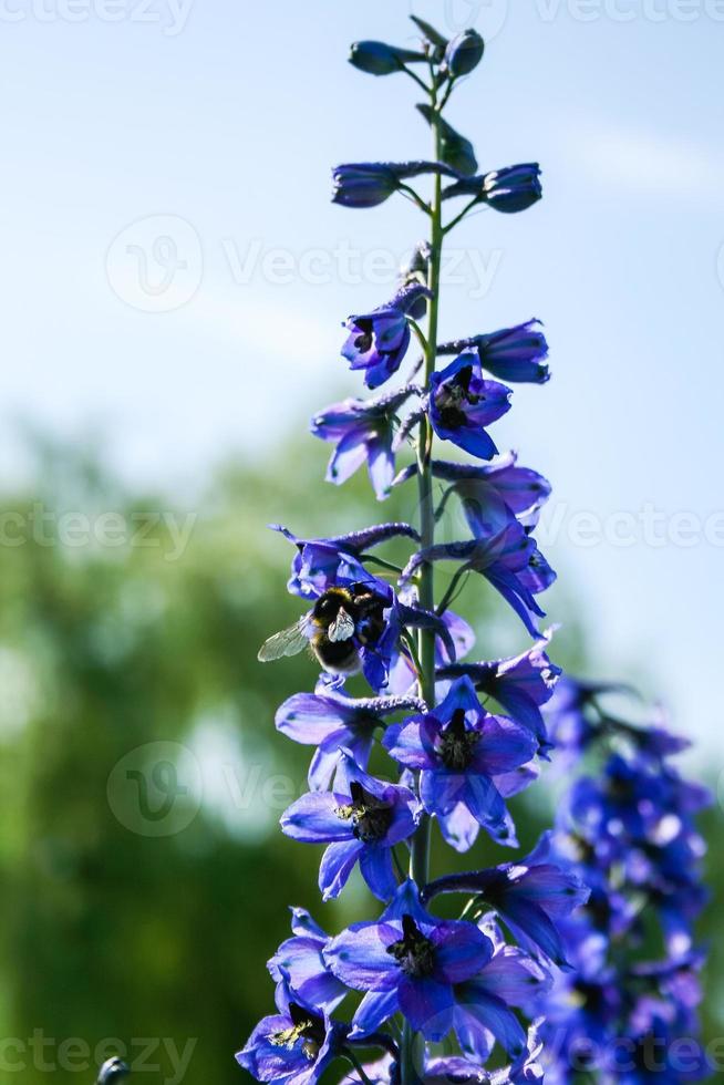 Hummel auf einer violetten Feldblume auf der Suche nach etwas Leckerem foto