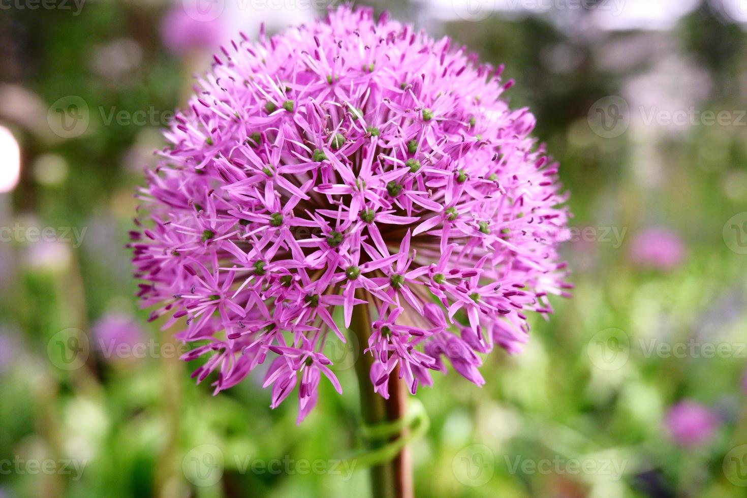 süß wenig Süss lila botanisch foto