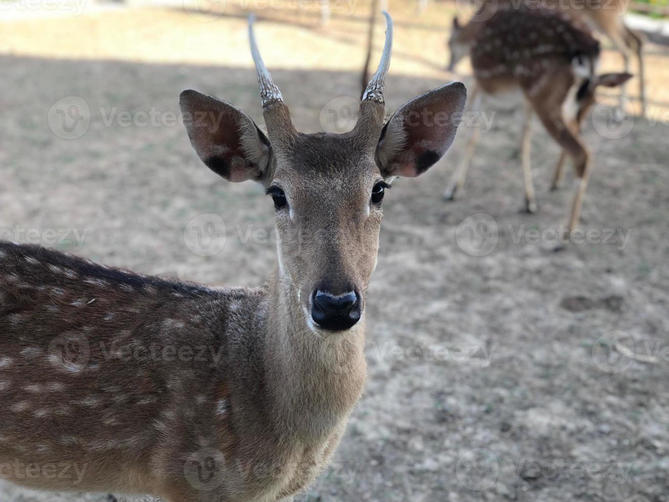 süß wenig Hirsch starren beim das Kamera foto