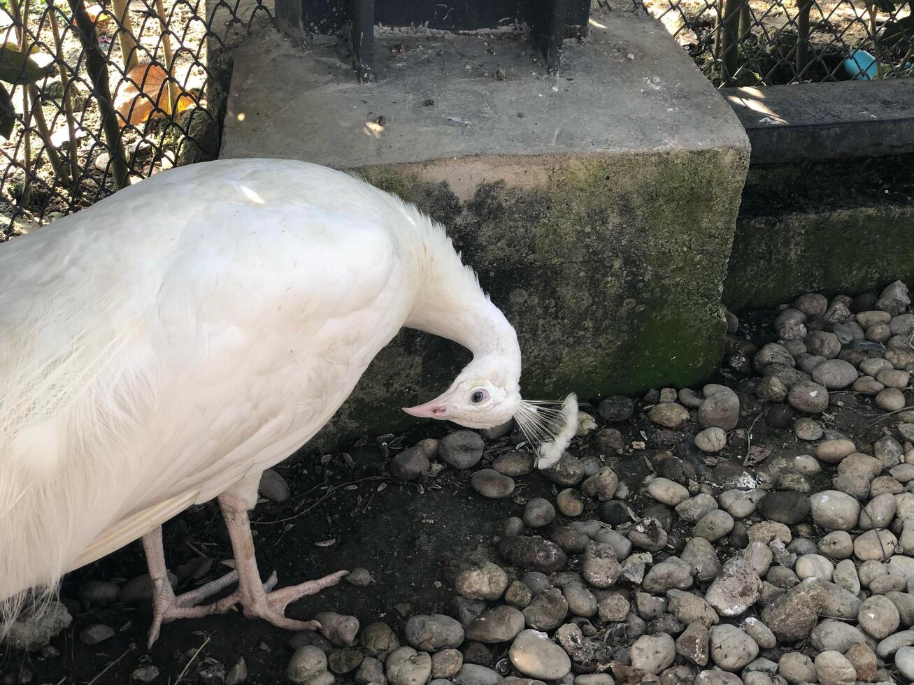 schön Fasan auf das Zoo foto