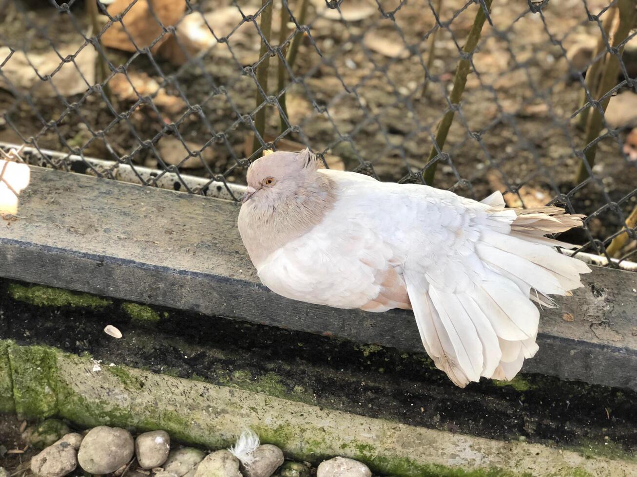 schön und klein Hähnchen tun ein komisch Gesicht foto