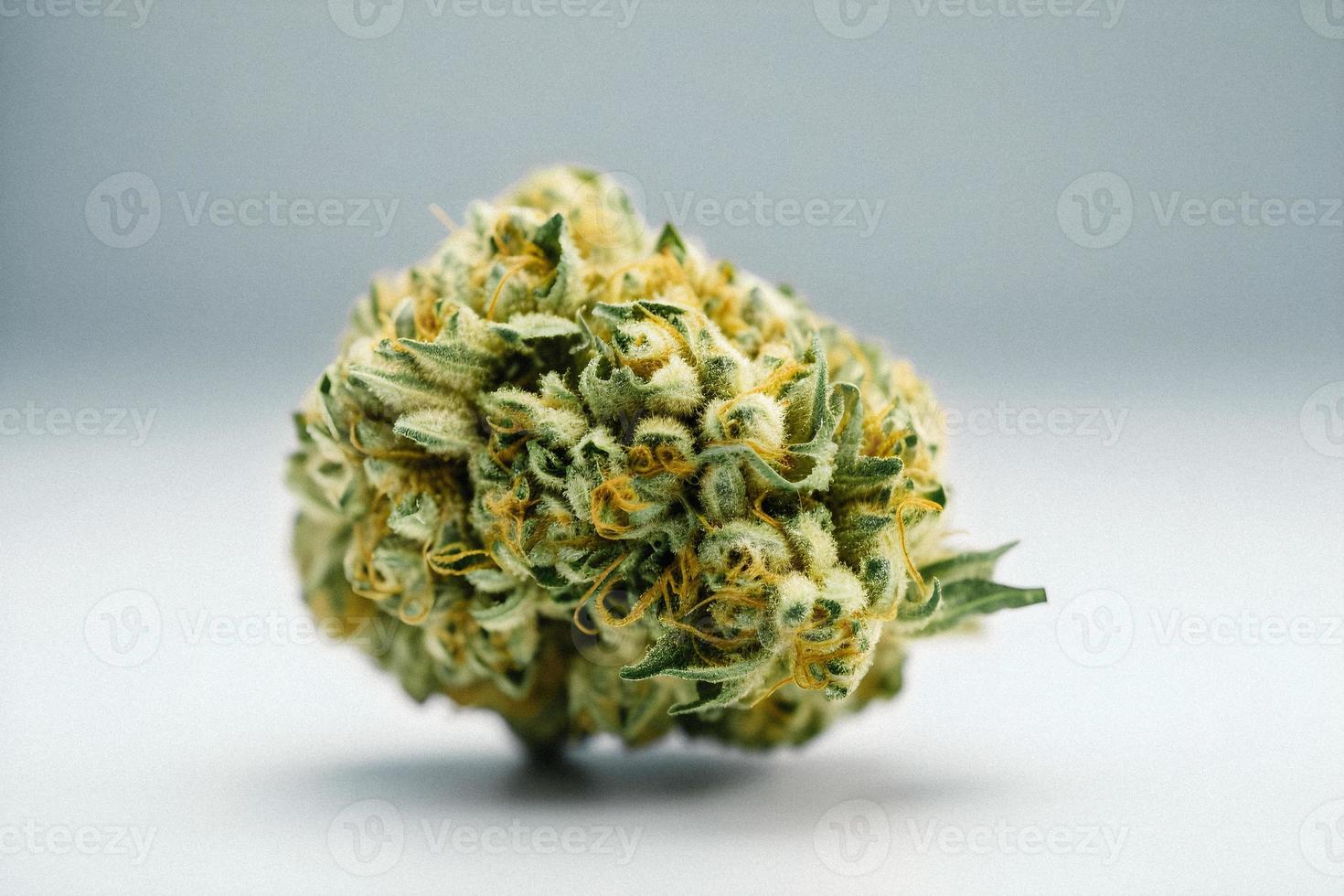 ein hohe Auflösung fotografieren von ein Marihuana Sativa Knospe auf ein Weiß Hintergrund foto