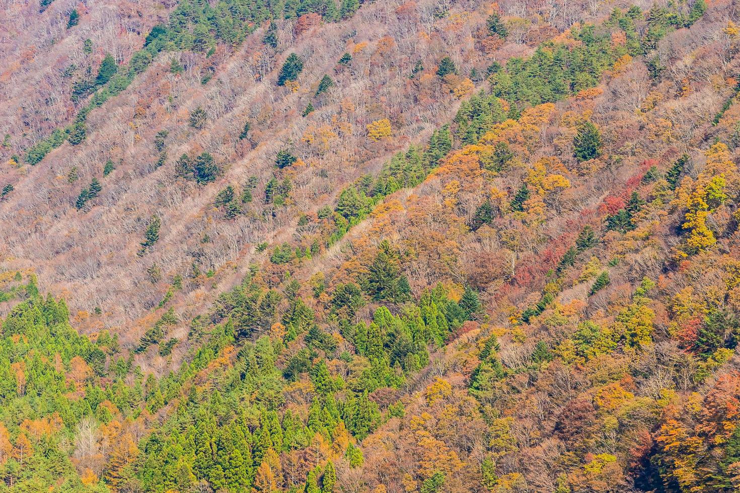 schöne Landschaft mit Ahornbäumen im Herbst foto