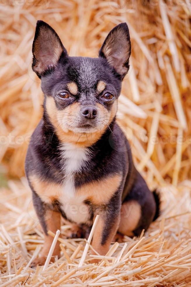 Chihuahua dreifarbig Hund auf ein Stroh Hintergrund. Porträt von ein Haustier. foto