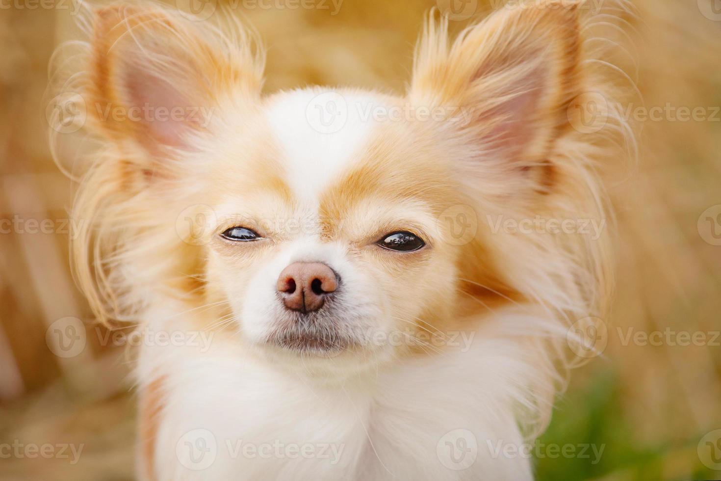 Nahansicht Porträt von ein klein Chihuahua Hund. Tier, Haustier. foto