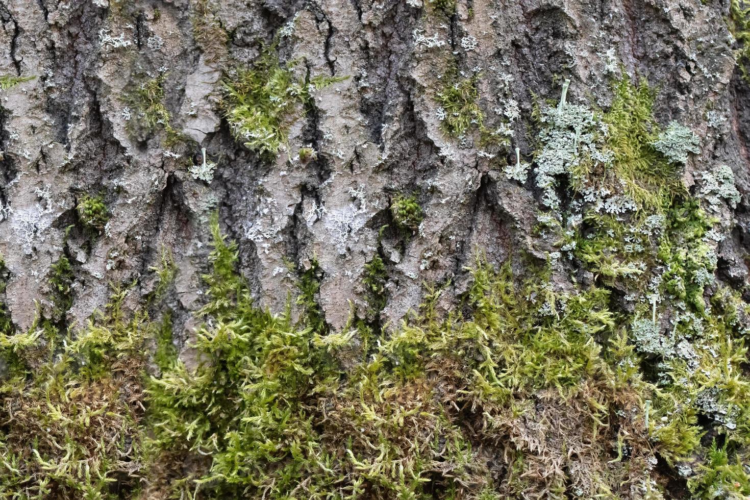 das Textur von ein alt Baum Das ist bedeckt mit Moos. foto