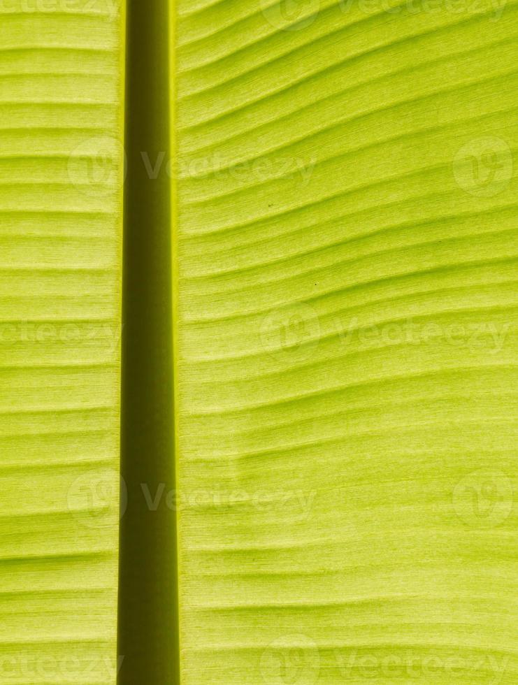hinterleuchtetes frisches grünes Bananenblatt foto