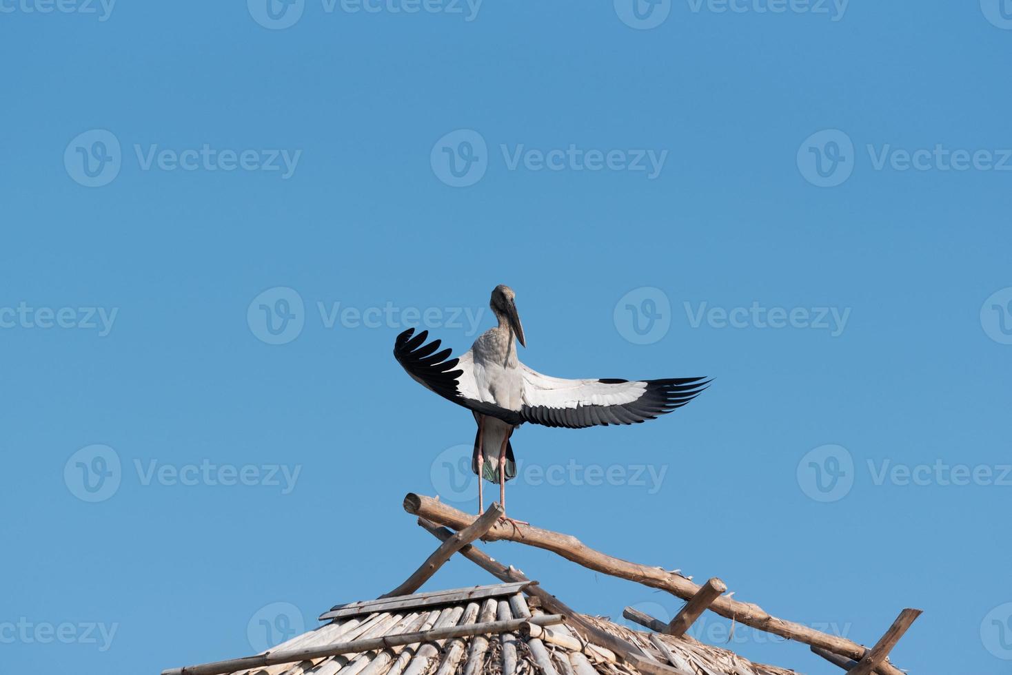 offene Rechnung Vogel auf das Dach von hölzern Haus. foto