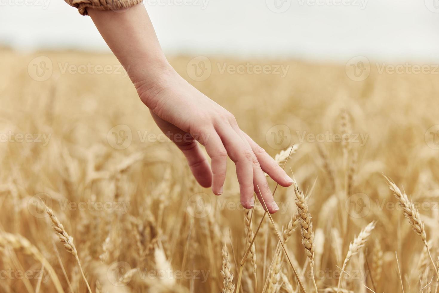 Hand das Farmer besorgt das Reifung von Weizen Ohren im früh Sommer- endlos Feld foto