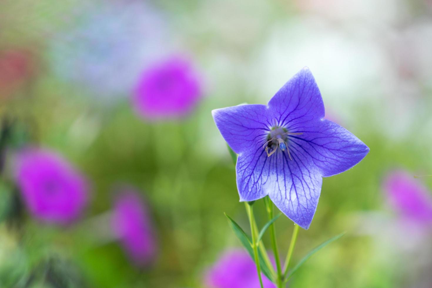 Nahaufnahme einer Glockenblumenblume mit einem unscharfen Hintergrund foto