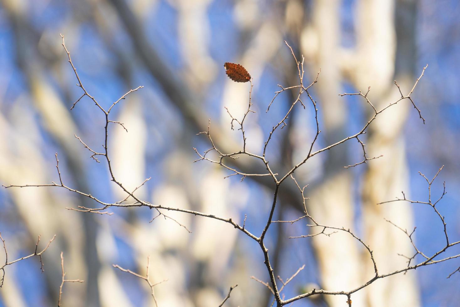 dünne kahle Zweige und ein einzelnes Blatt mit verschwommenen Bäumen im Hintergrund foto