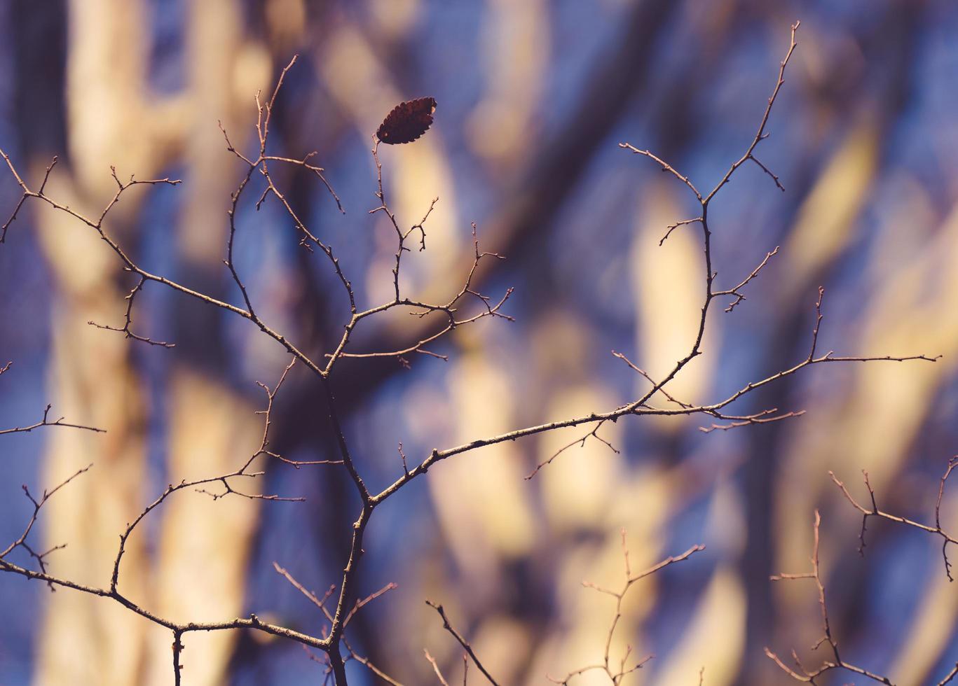 dünne kahle Zweige und ein einzelnes Blatt mit verschwommenen Bäumen im Hintergrund foto