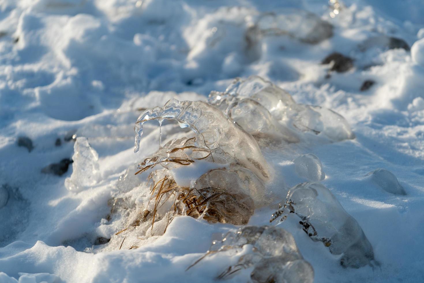 Nahaufnahme von Eiszapfen auf Pflanzen am Boden foto