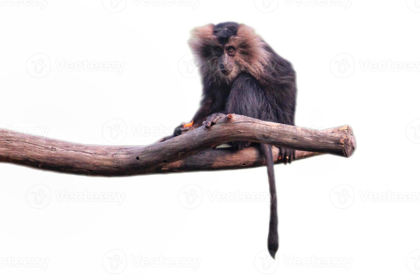 Löwenschwanz Makaken Sitzung auf ein Ast von Baum, das wanderoo, ein alt Welt Affe isoliert auf Weiß Hintergrund foto