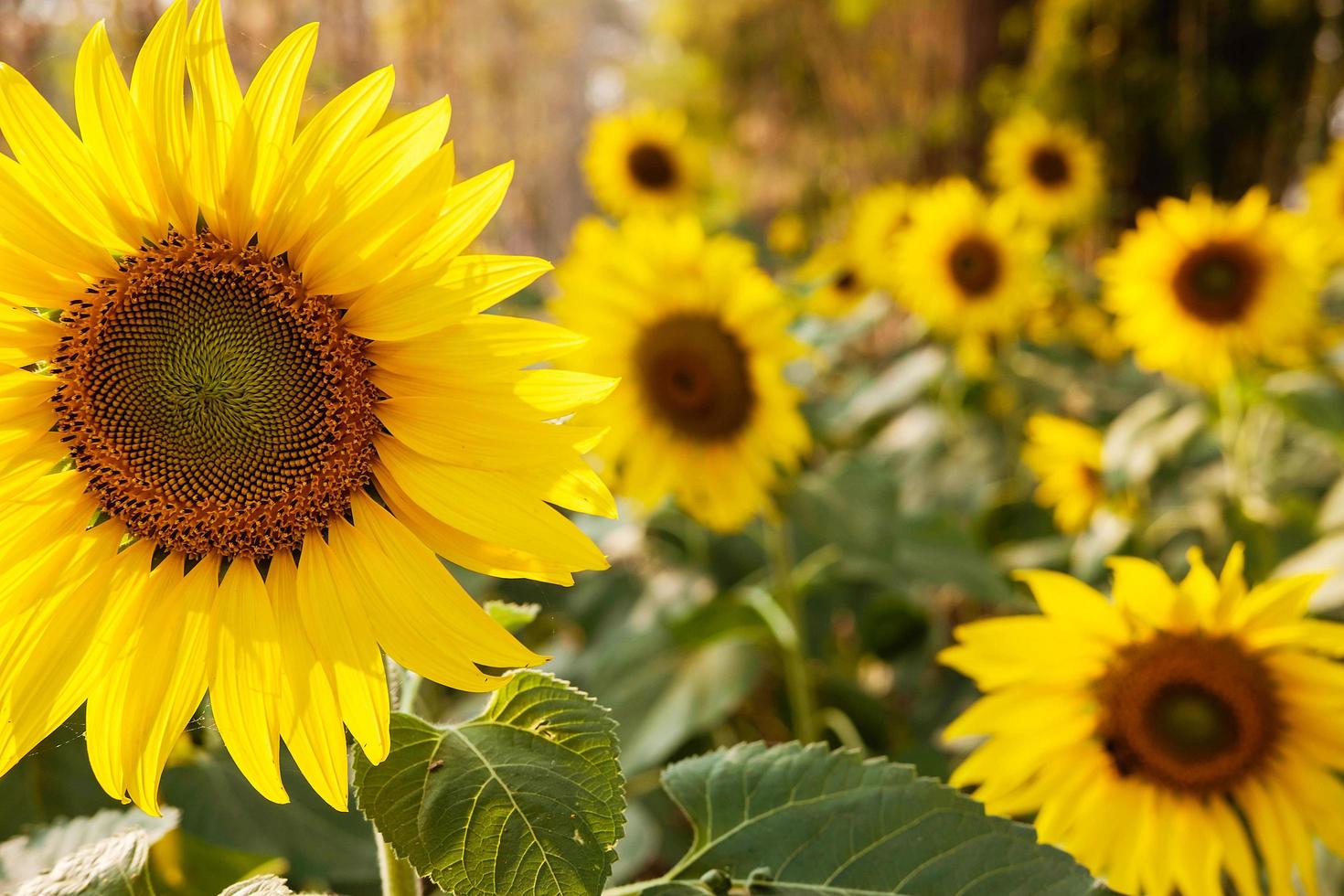 Gruppe von Sonnenblumen foto