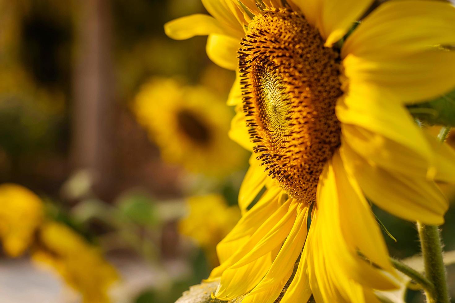 Sonnenblume in einem Garten foto