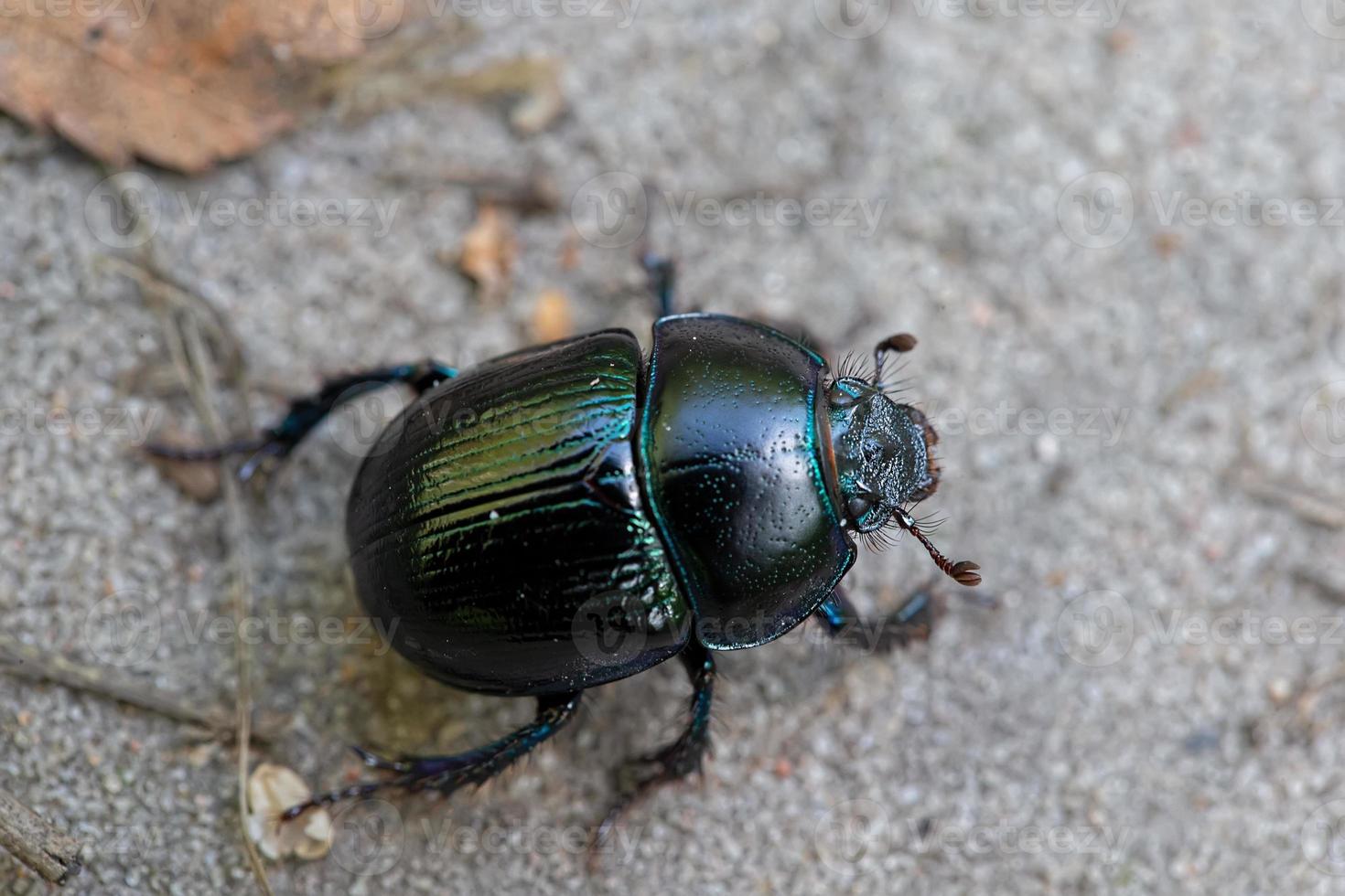 ein schwarz Käfer kriecht entlang das Straße. foto