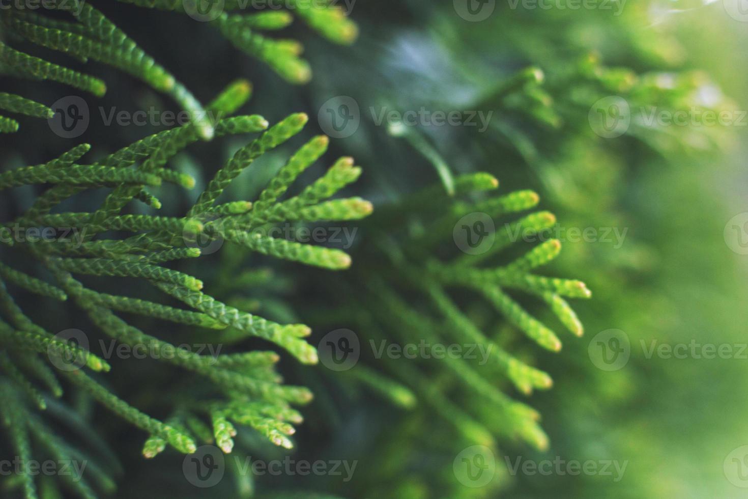 ein Thuja schließen hoch. Thuja Ast Hintergrund foto