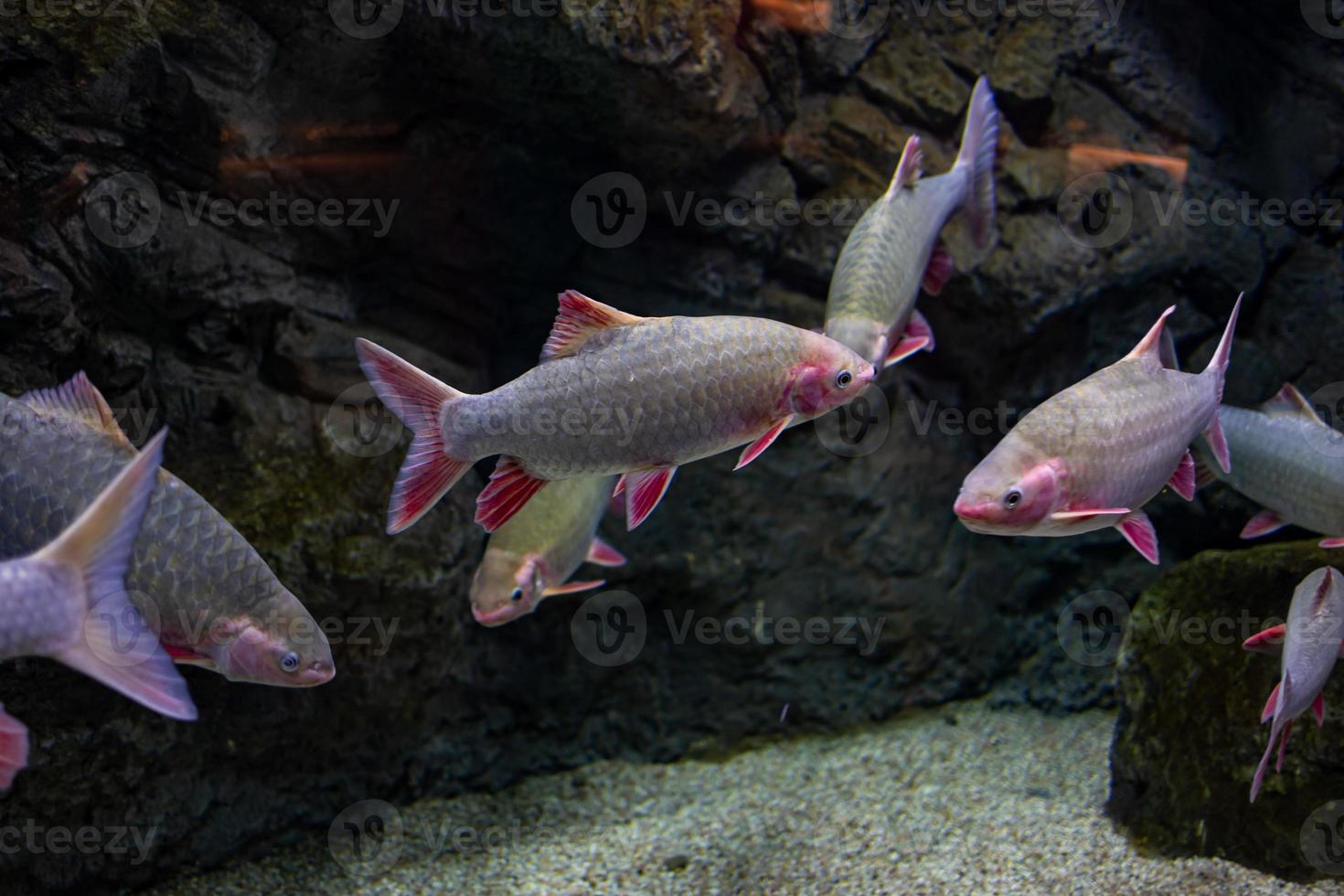 wenig Fisch Tier Schwimmen im das Aquarium von das Zoo von Saragossa im Spanien auf ein dunkel Hintergrund foto