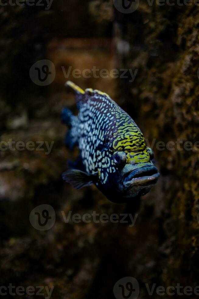 wenig Fisch Tier Schwimmen im das Aquarium von das Zoo von Saragossa im Spanien auf ein dunkel Hintergrund foto