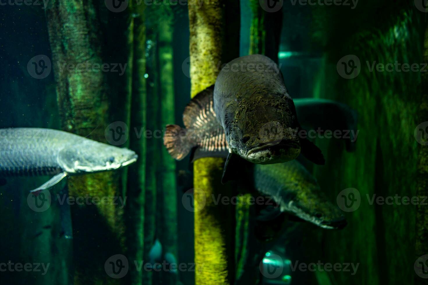 wenig Fisch Tier Schwimmen im das Aquarium von das Zoo von Saragossa im Spanien auf ein dunkel Hintergrund foto