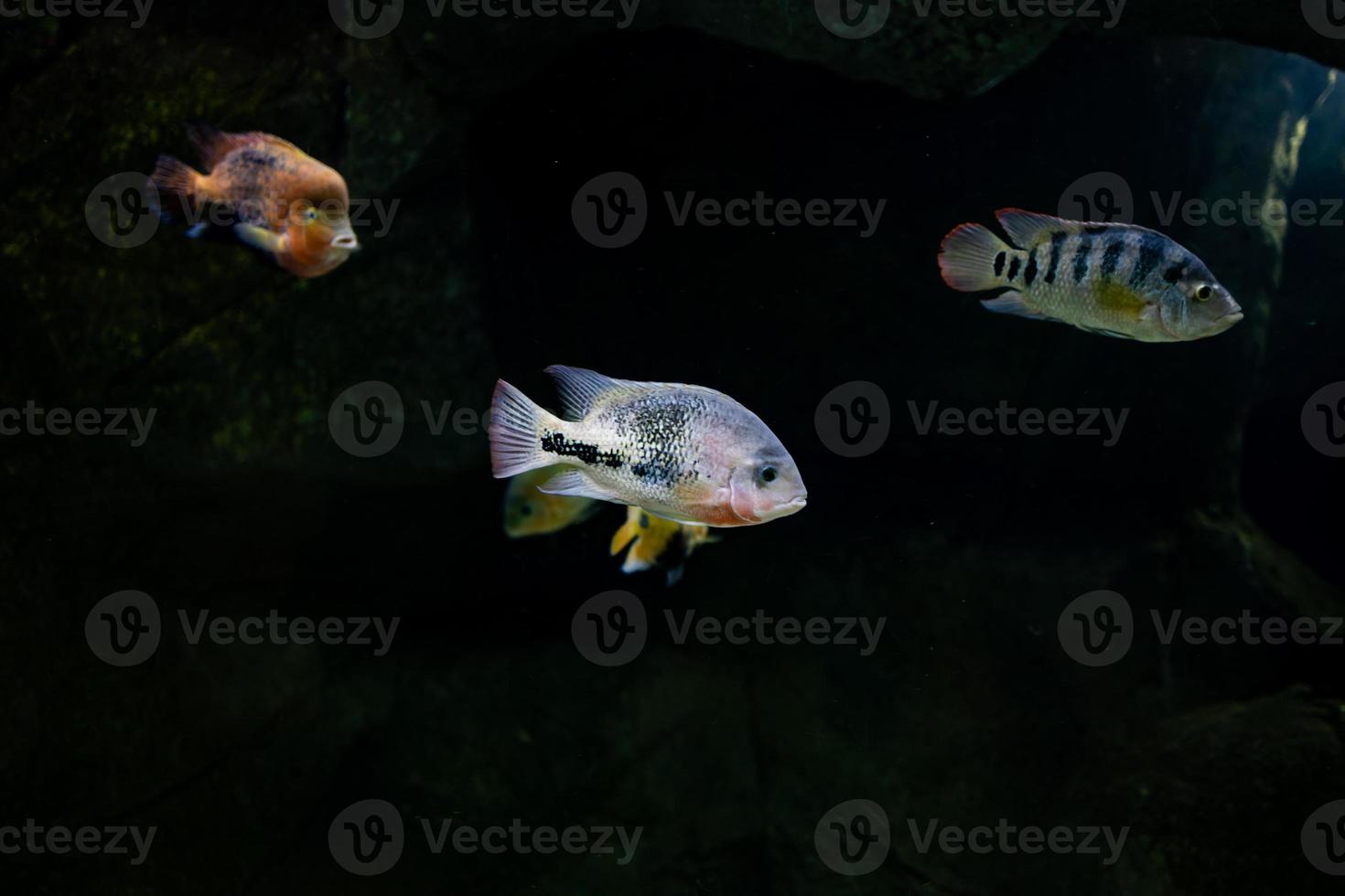 wenig Fisch Tier Schwimmen im das Aquarium von das Zoo von Saragossa im Spanien auf ein dunkel Hintergrund foto