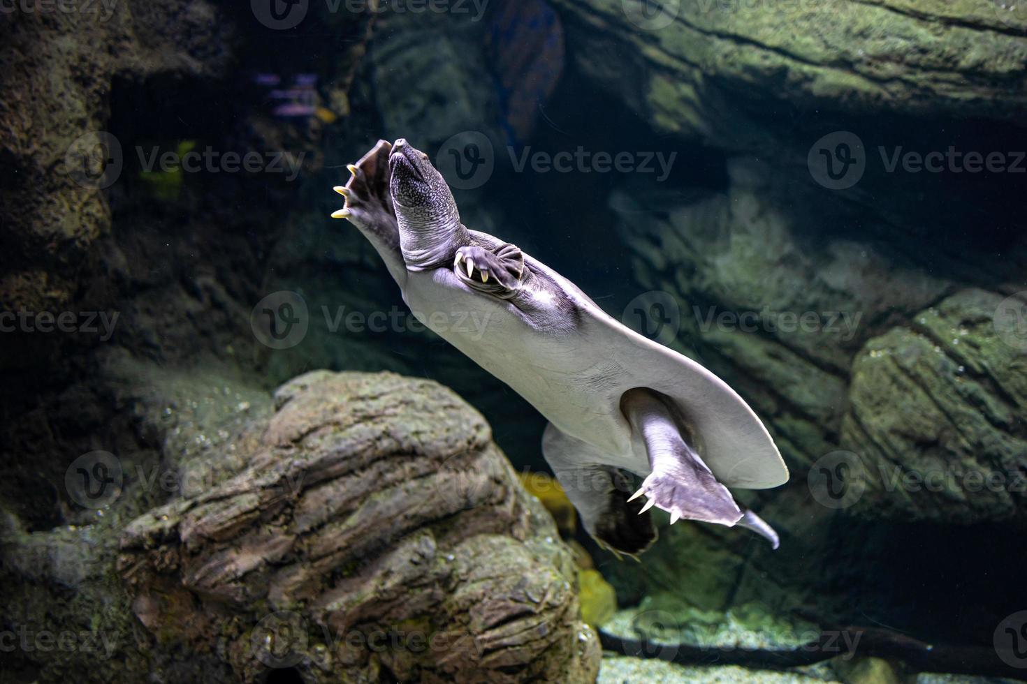 Tier Reptil Schildkröte Schwimmen im ein Zoo Aquarium im Nahansicht foto