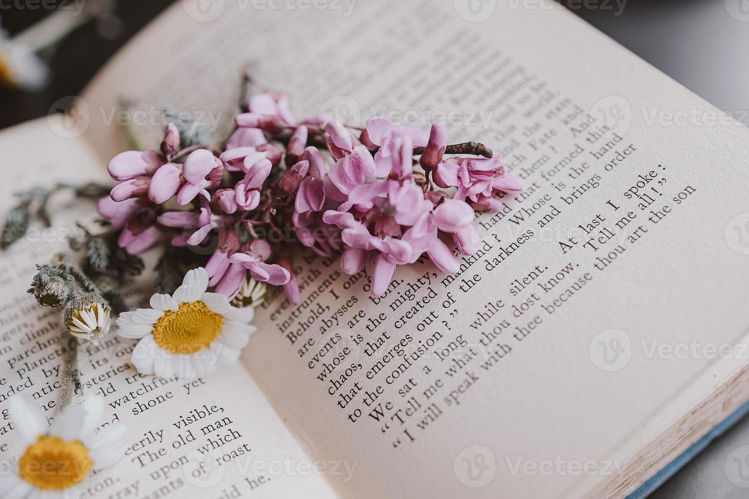 Nahansicht schön wenig Frühling Blume Gänseblümchen Kamille auf das Hintergrund von das alt Buch foto