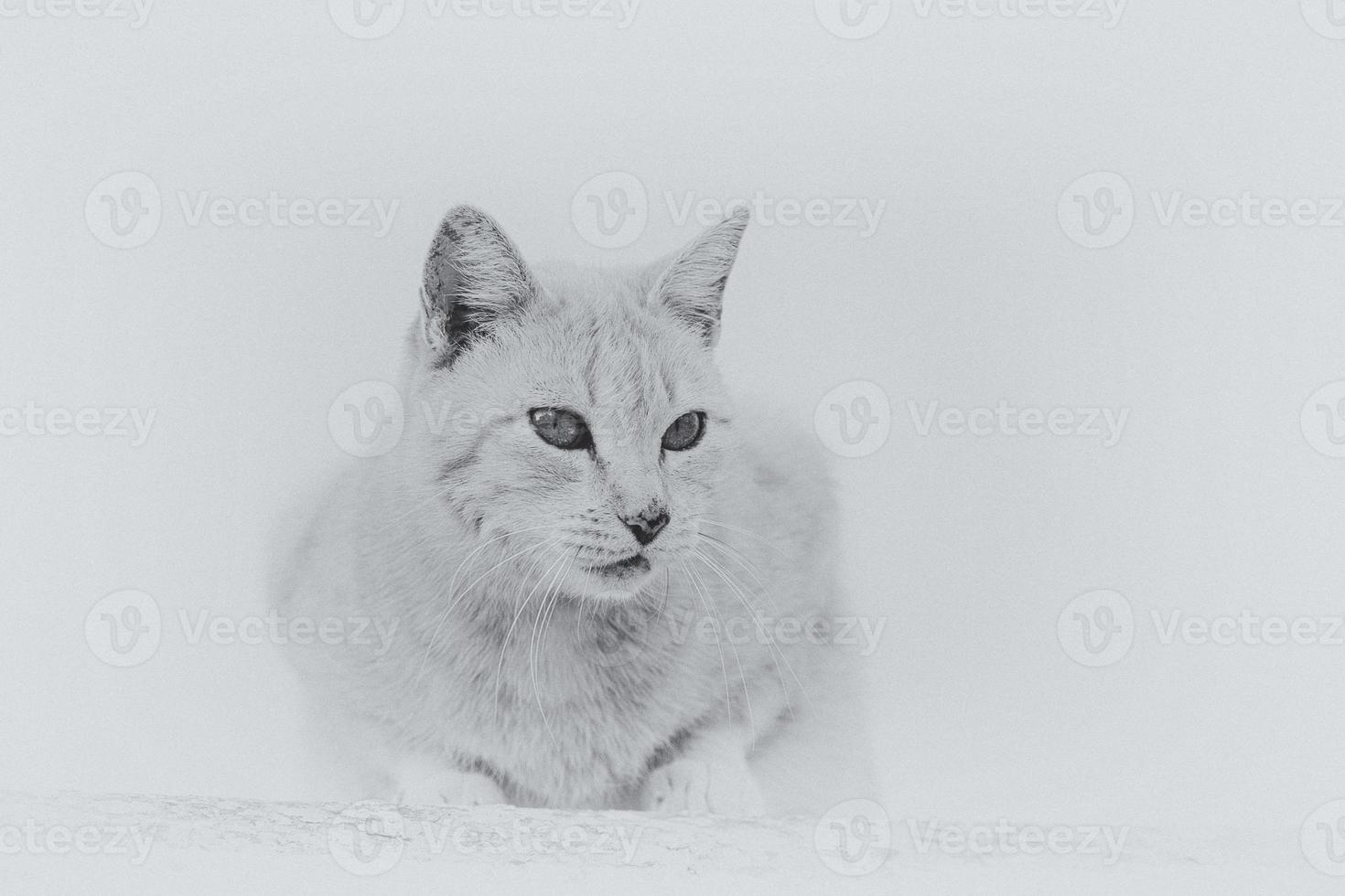 Erwachsene Katze auf ein Licht Hintergrund von ein Backstein Haus draußen foto