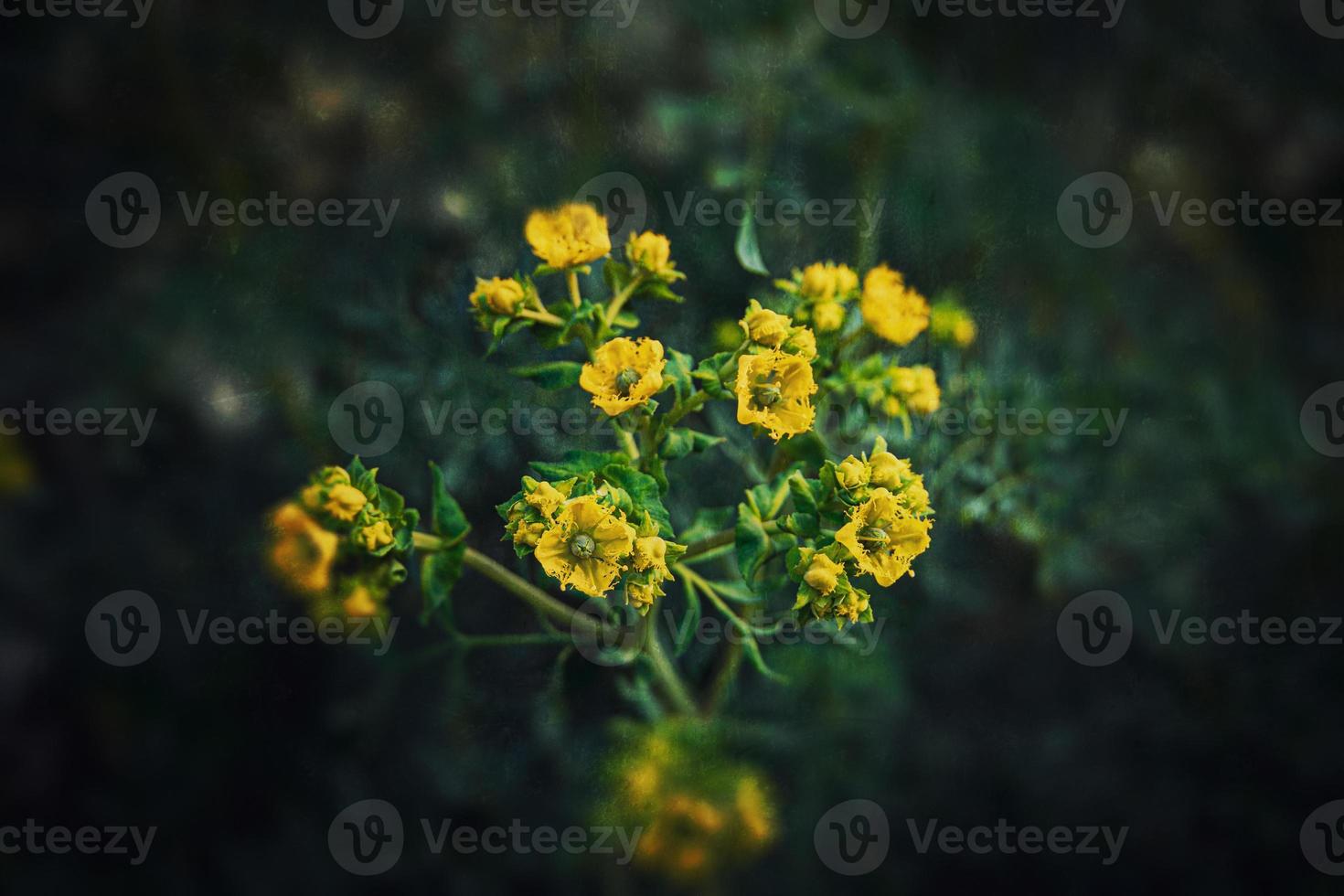 wenig Gelb Frühling Blume auf ein Hintergrund von ein Grün Garten Nahansicht foto