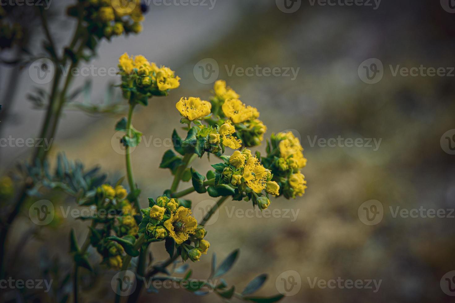 wenig Gelb Frühling Blume auf ein Hintergrund von ein Grün Garten Nahansicht foto