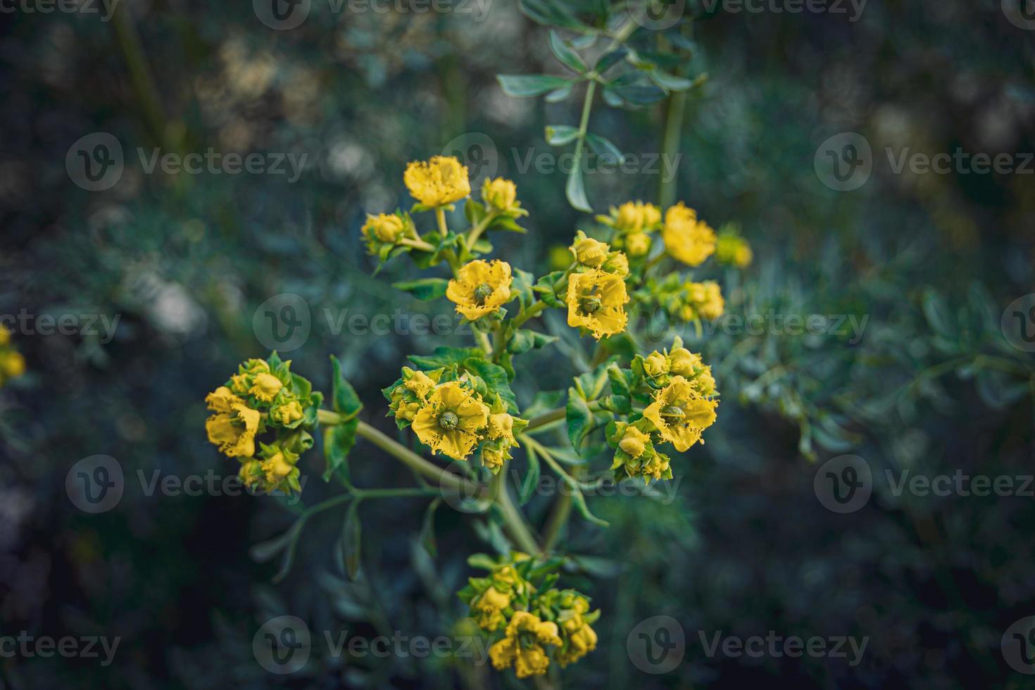 wenig Gelb Frühling Blume auf ein Hintergrund von ein Grün Garten Nahansicht foto