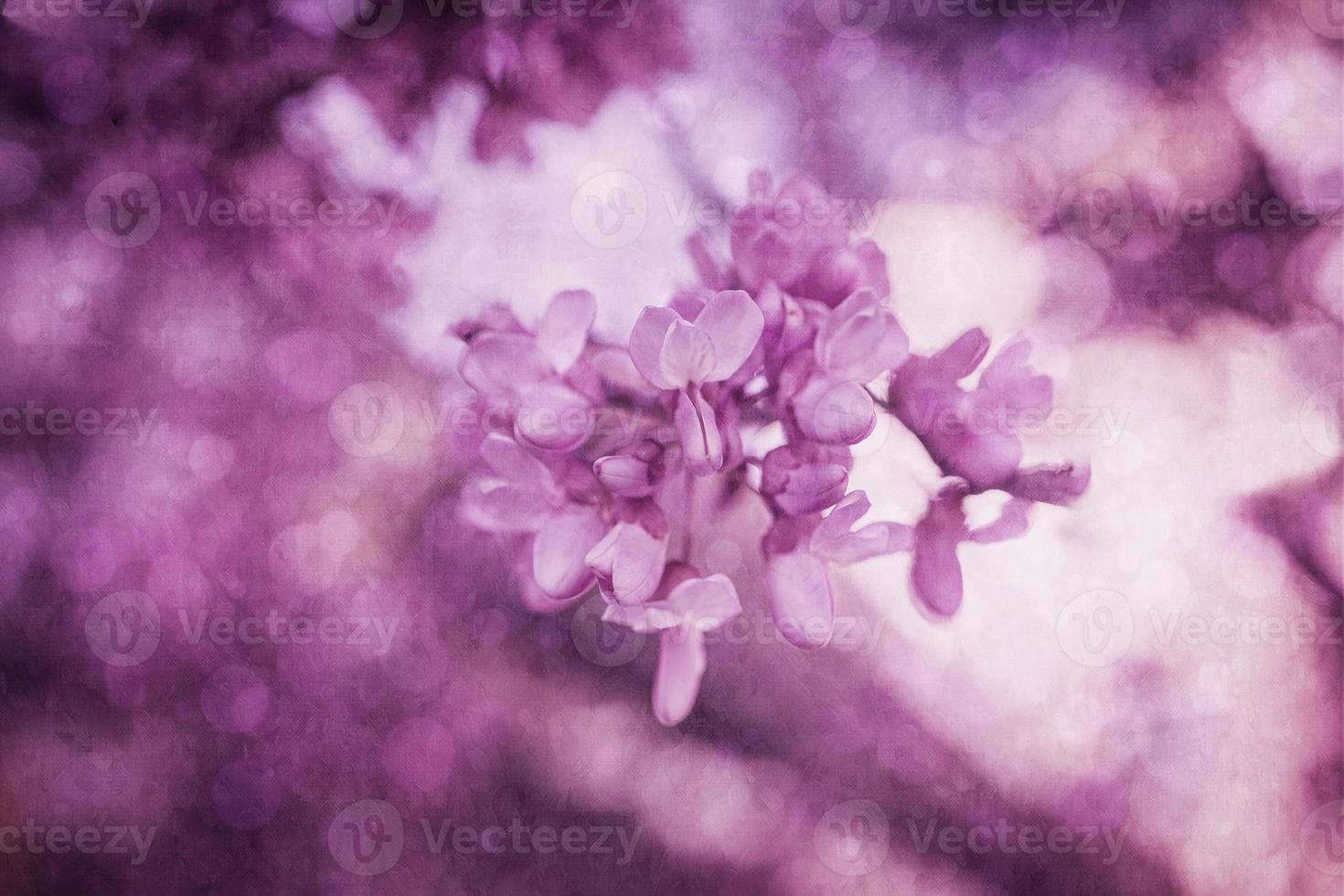 schön violett Blühen Palisander Baum auf ein warm Frühling Tag im Spanien foto