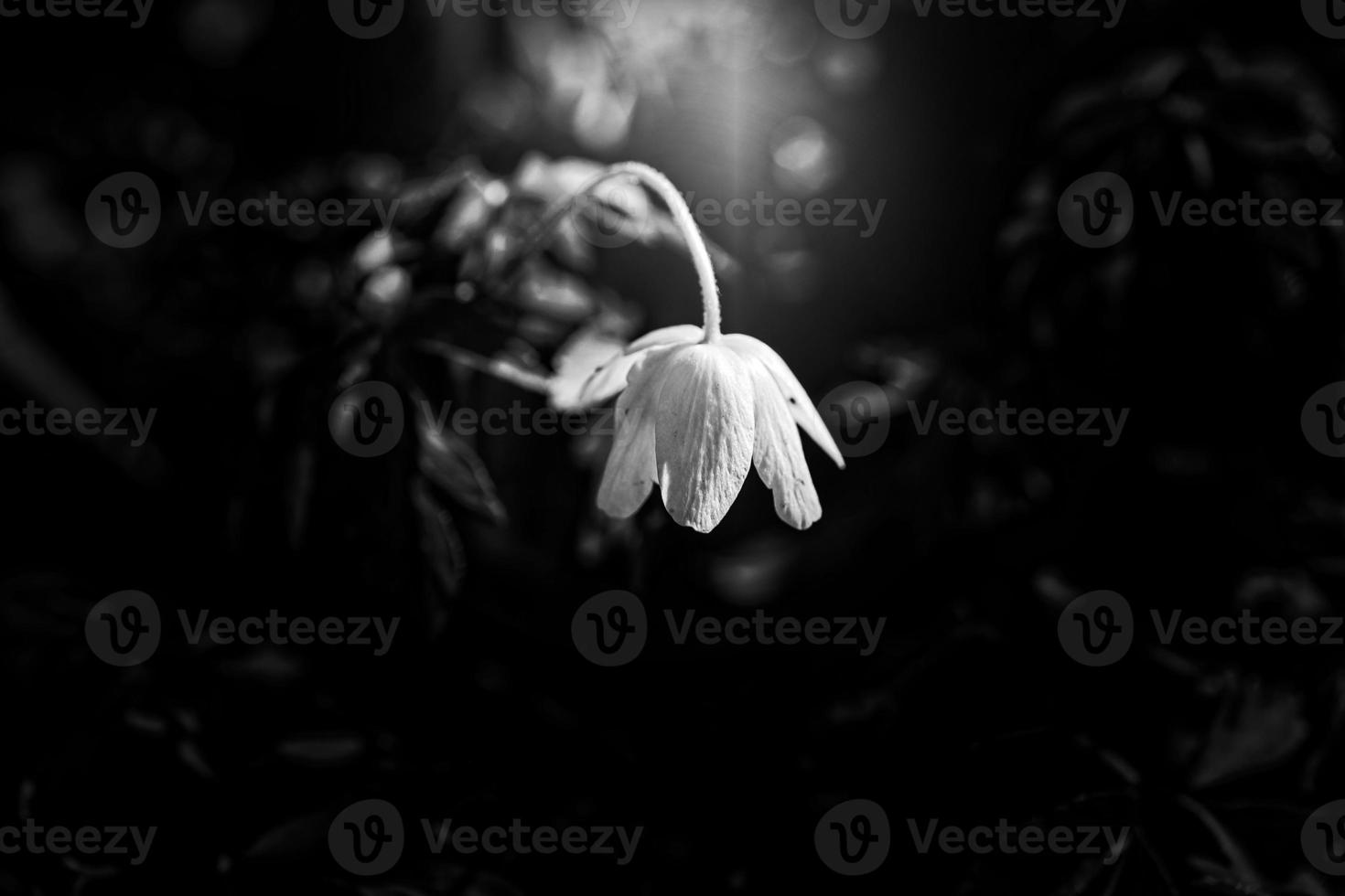 zart Weiß Anemonen unter Grün Blätter auf ein warm Frühling Tag im das Wald foto