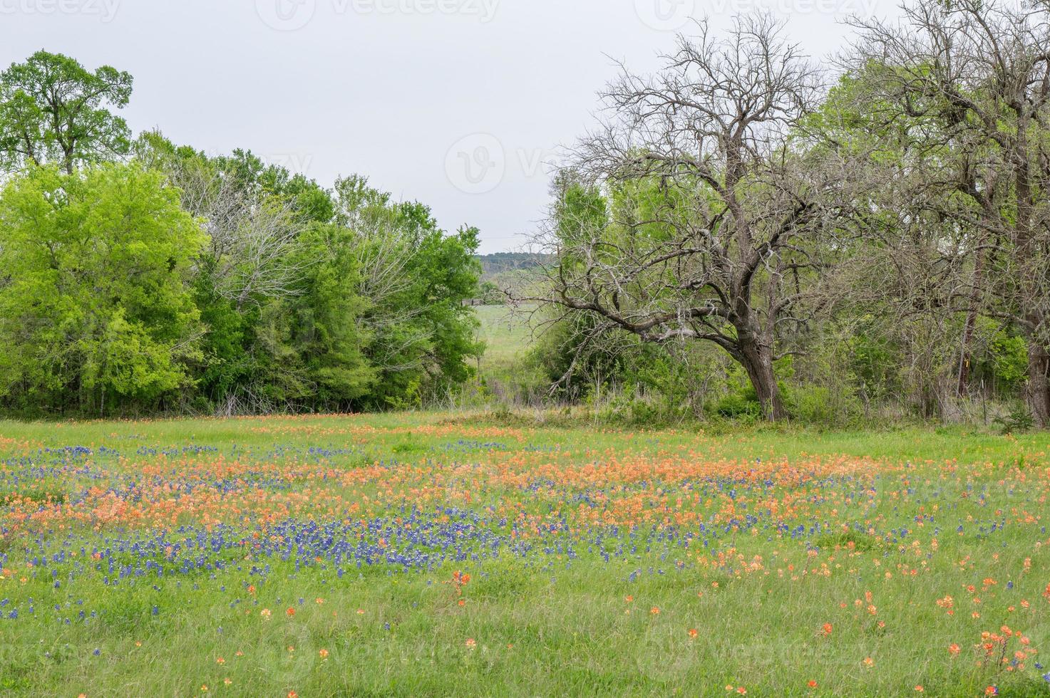 Lupinus Texas und castilleja wachsen zusammen im ein Feld Nächster zu ein Reihe von Bäume. foto