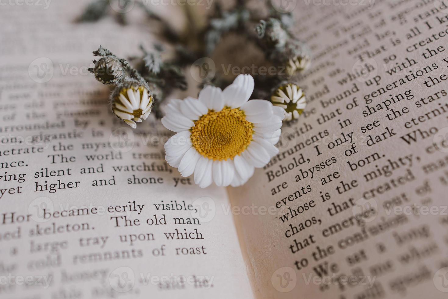 Nahansicht schön wenig Frühling Blume Gänseblümchen Kamille auf das Hintergrund von das alt Buch foto