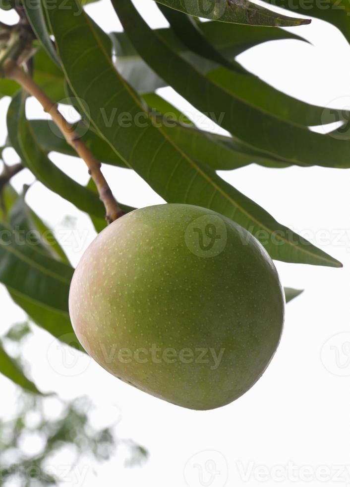 Grün Mango Baum foto