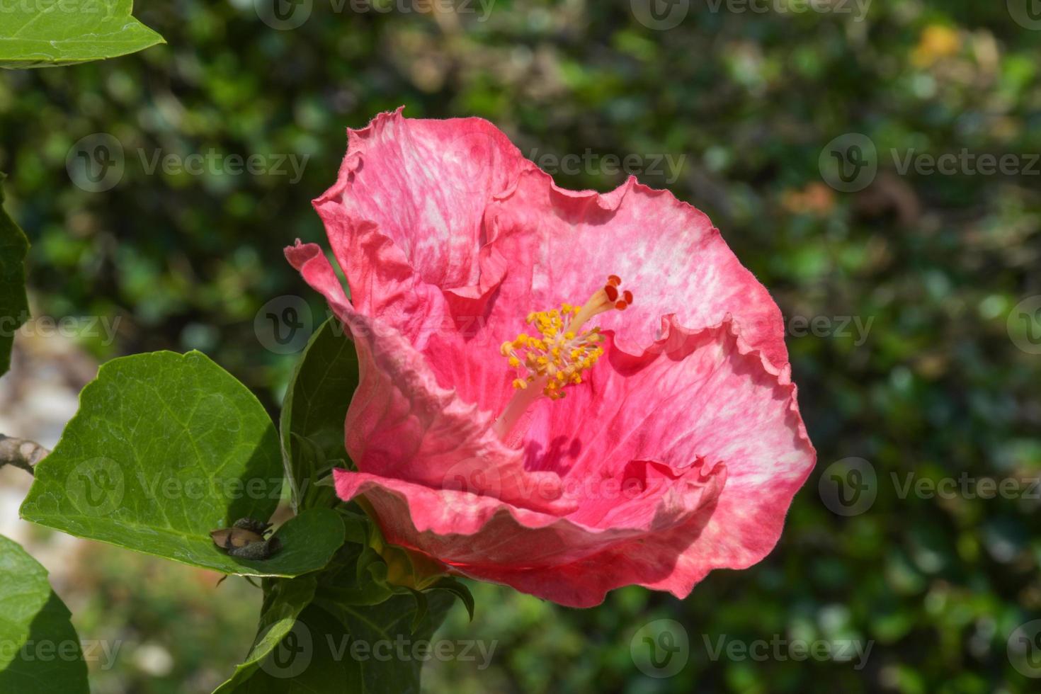 Rosa Hibiskus Blume mit schön Blütenblätter und Pollen Blühen im das Garten von Bangkok, Thailand foto