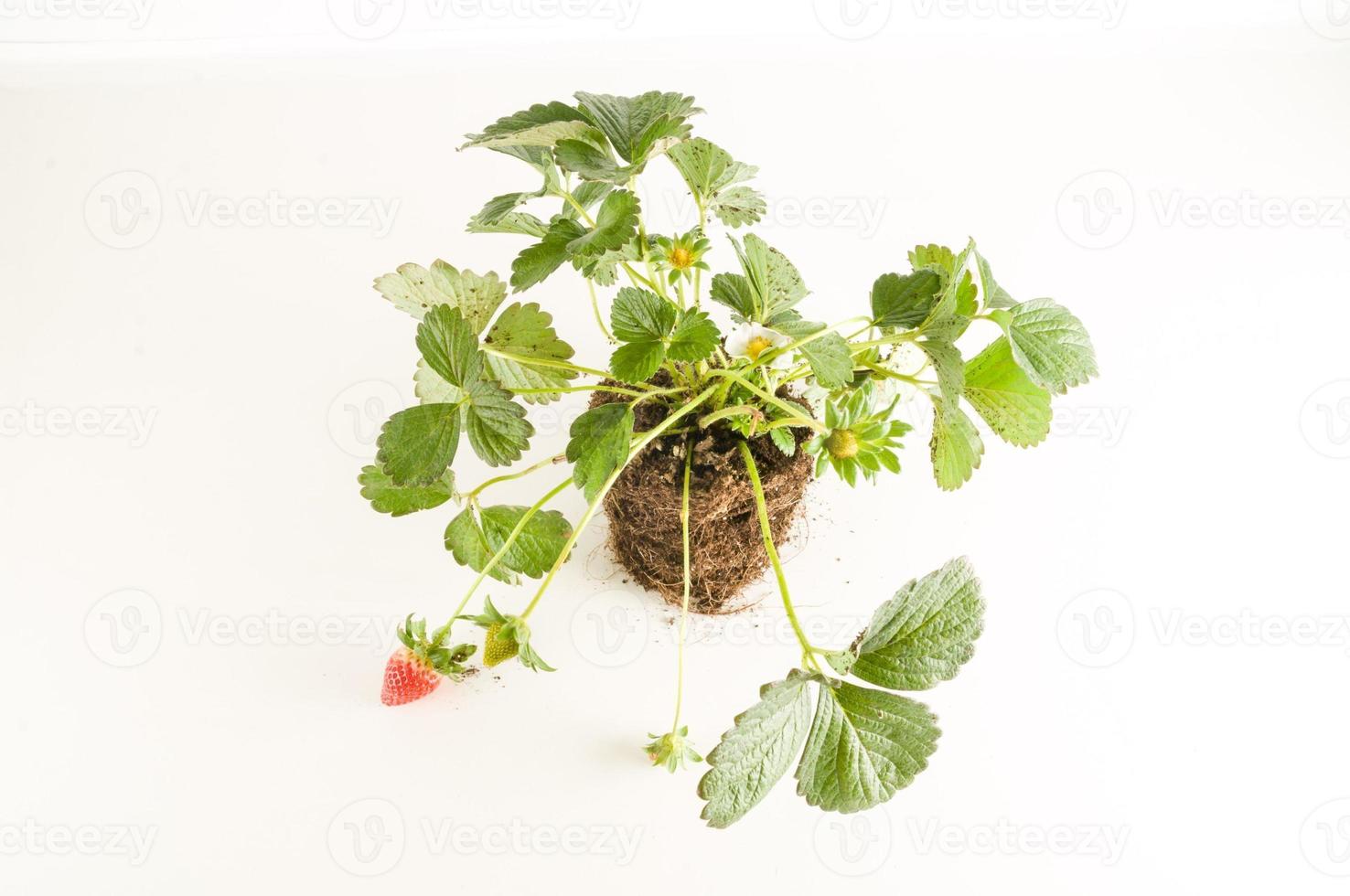 Hintergrund mit ein Erdbeere Pflanze foto