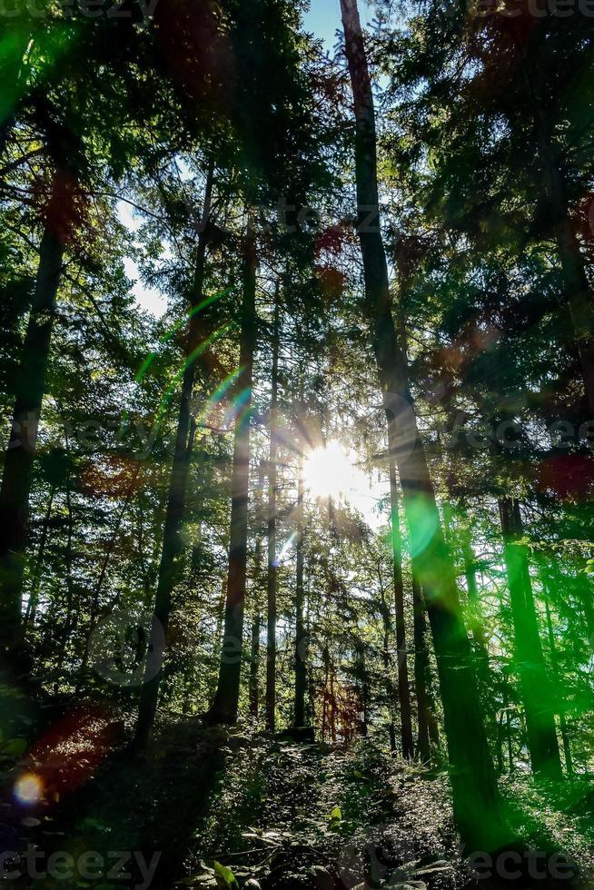 szenisch Wald Landschaft foto