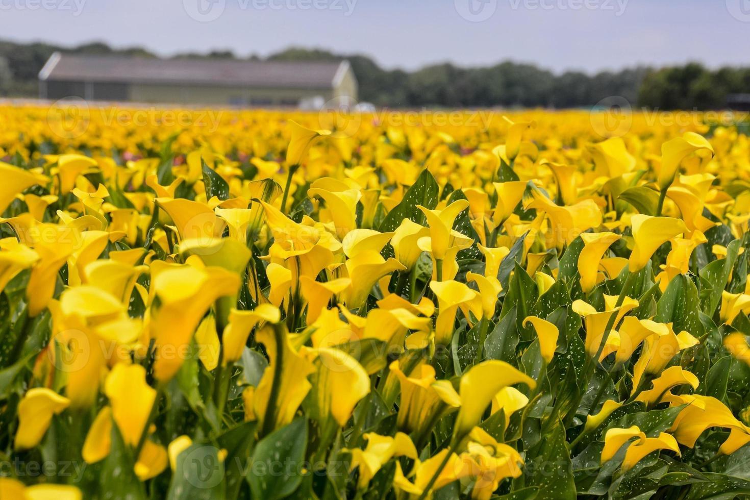 Hintergrund mit Blumen foto