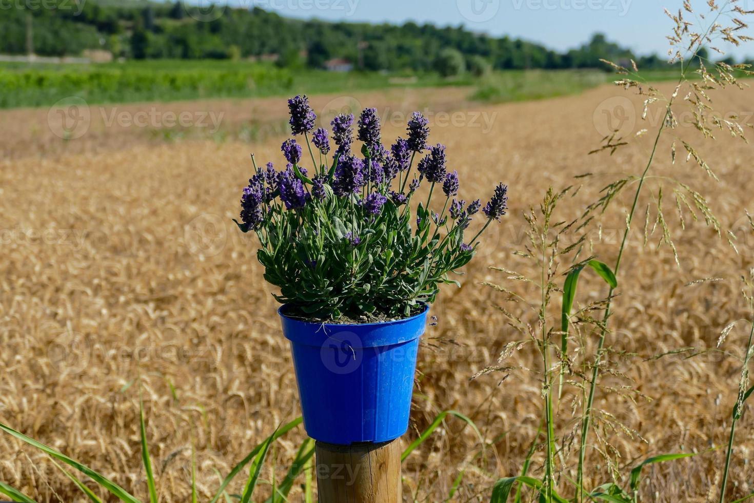 Hintergrund mit Blumen foto