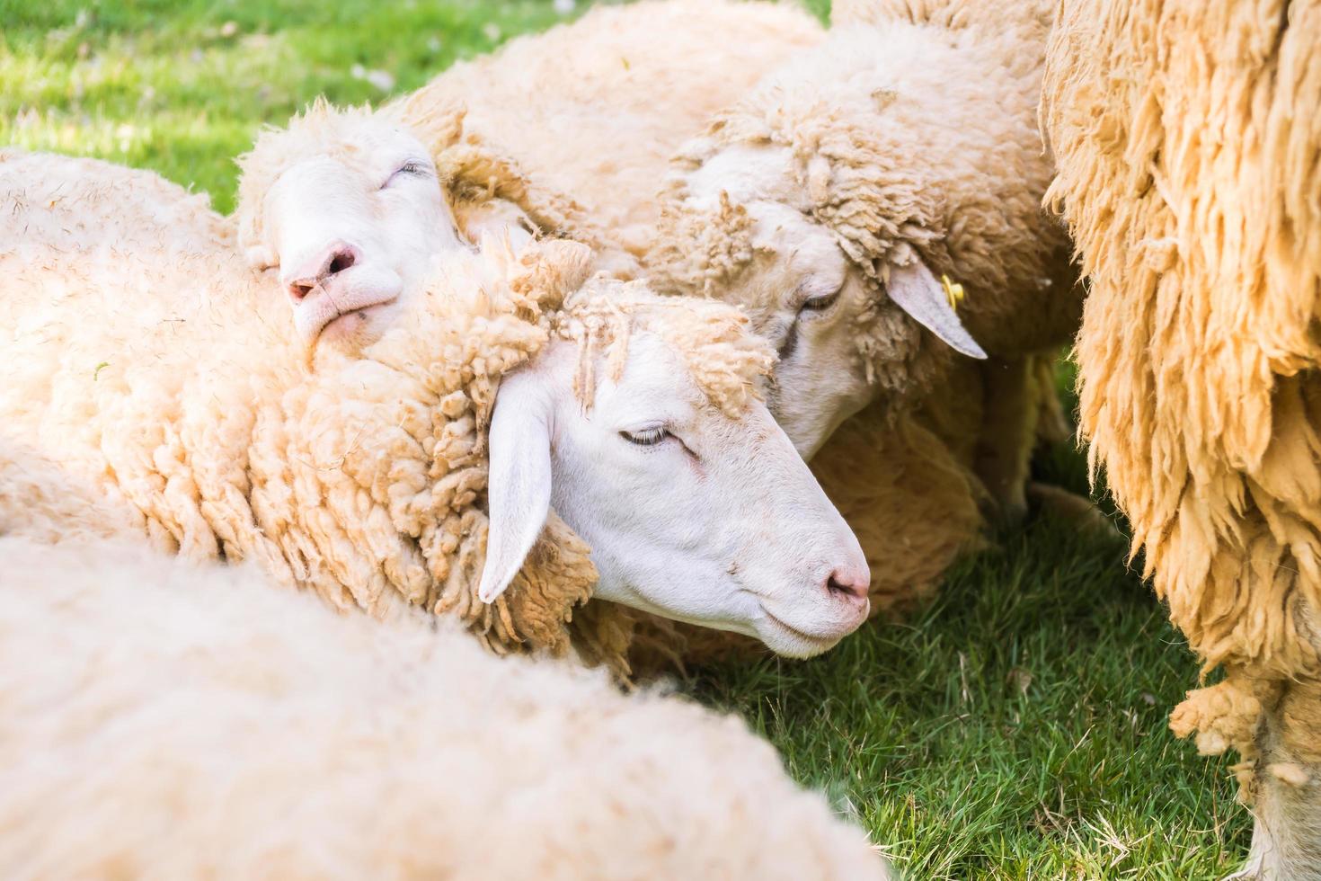 Schafe auf grünem Gras foto