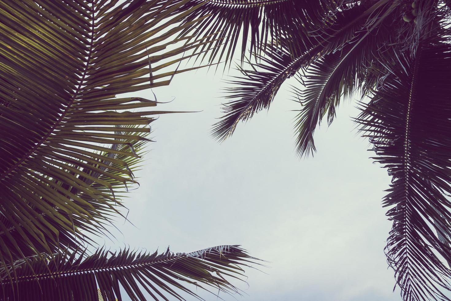 Kokosnuss-Plam-Baum mit Kopienraum am Himmel foto