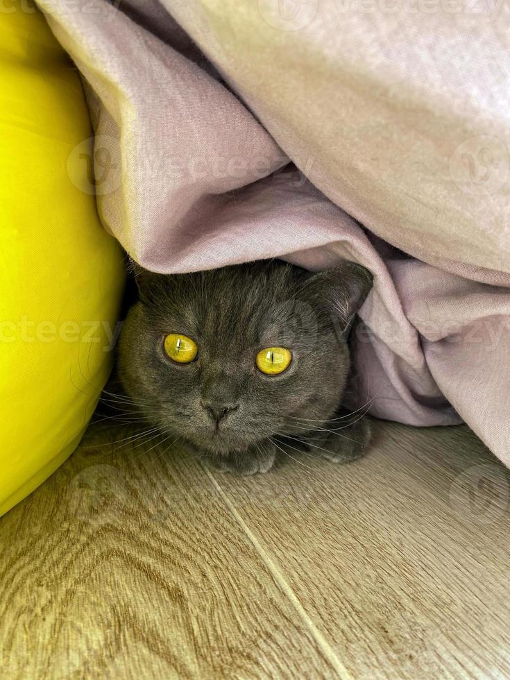 ein grau Katze versteckt sich unter ein Decke auf das Boden. foto